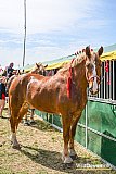 Devon County Show 2026