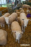 Devon County Show 2026