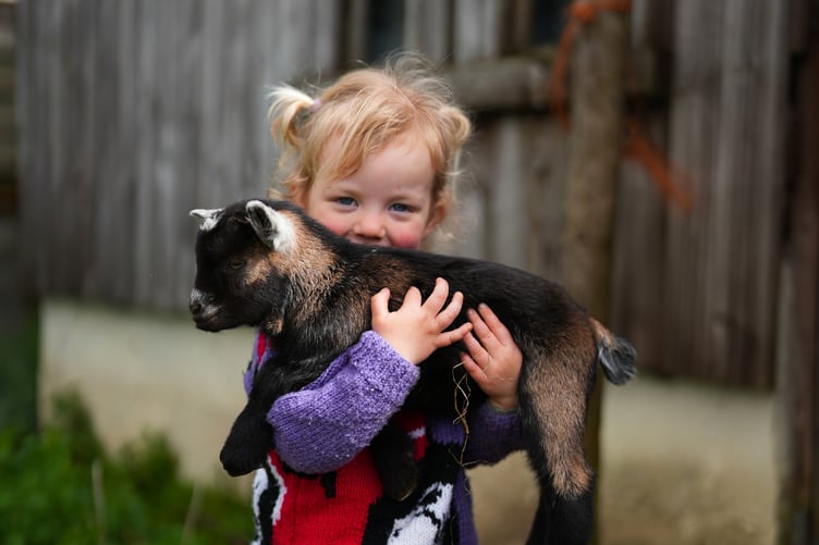 New Pygmy Goat Playground and Alpaca Café is back for Devon County Show 2026