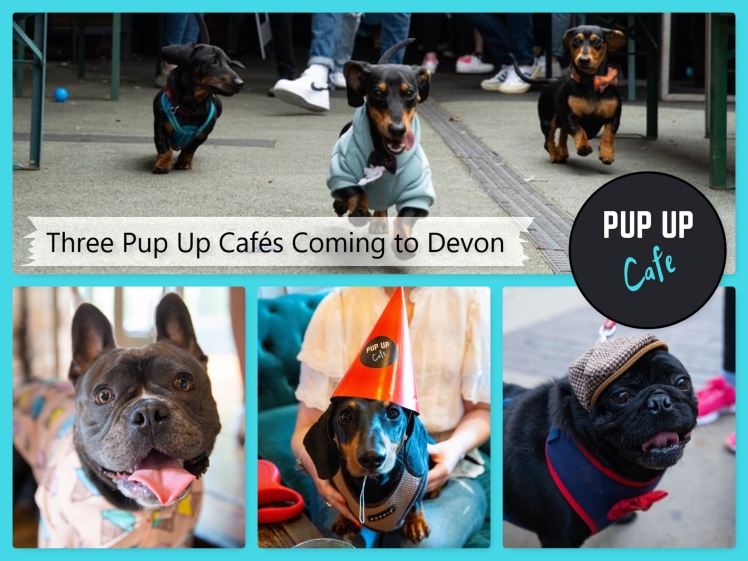 Three Pup Up Cafés Coming to Devon