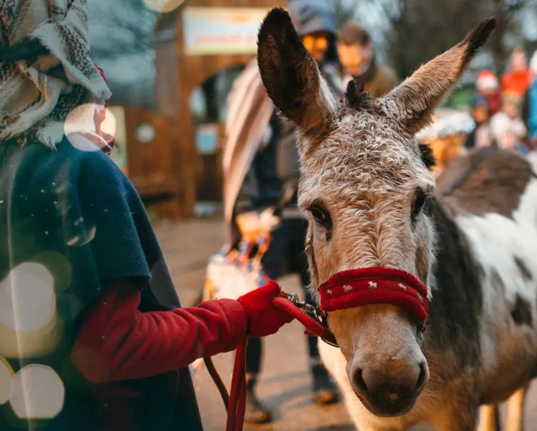 The Perfect Christmas Experience at Pennywell