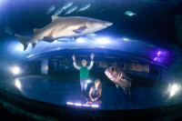 National Marine Aquarium