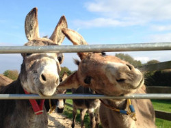 The Donkey Sanctuary