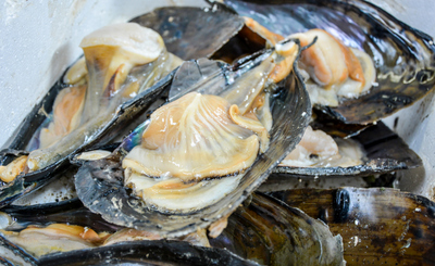 Brixham Fish Market Tours