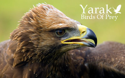 Yaraks Birds Of Prey Falconry Centre